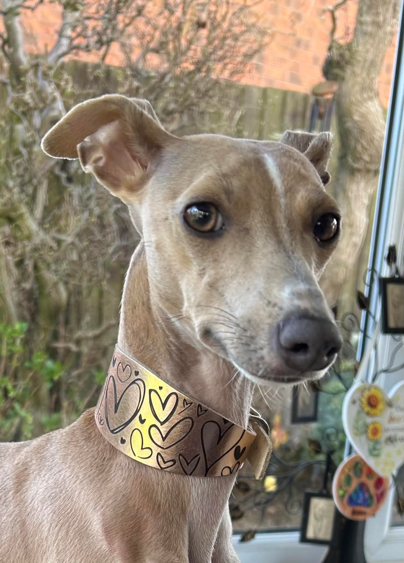 Leather Collar - Hearts