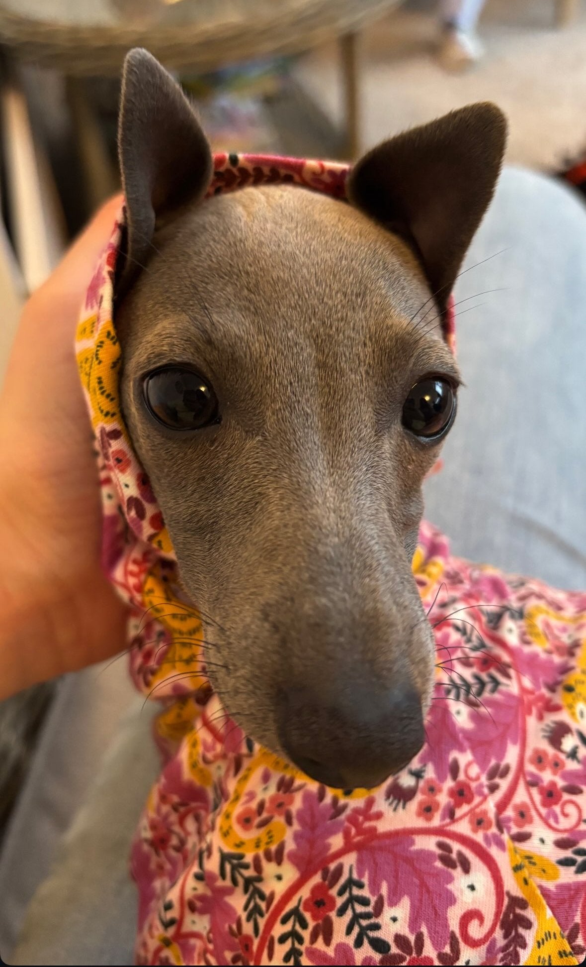 Jersey Suit - Cheeky Monkey