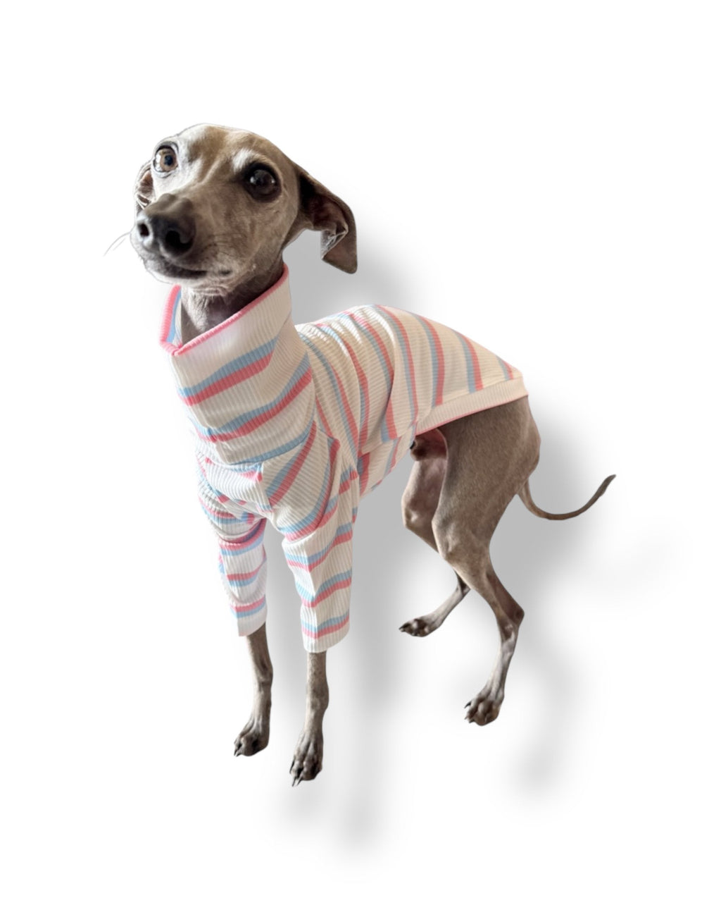 Dog wearing a striped sweater on a white background