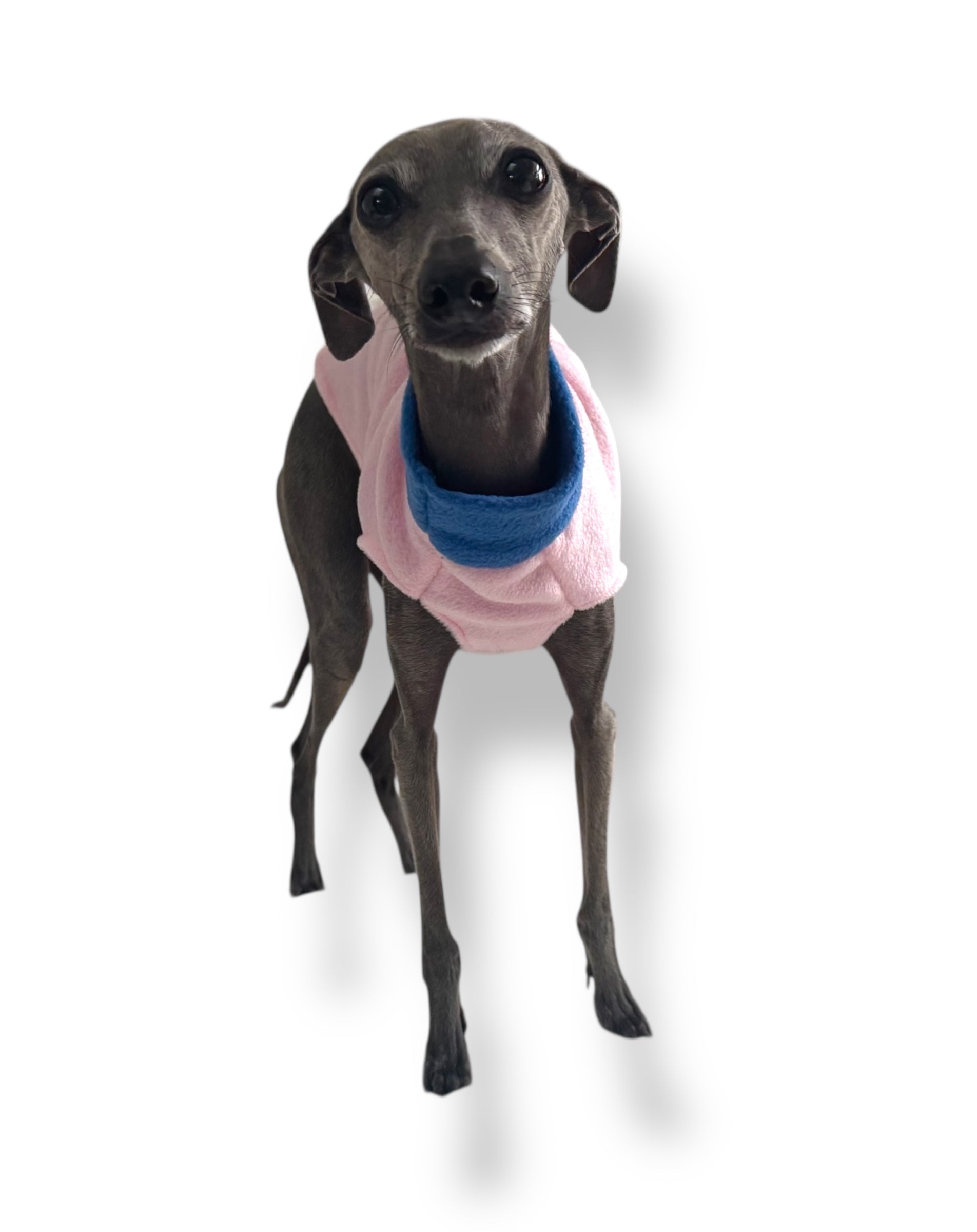 Dog wearing a pink shirt with a blue collar on a white background