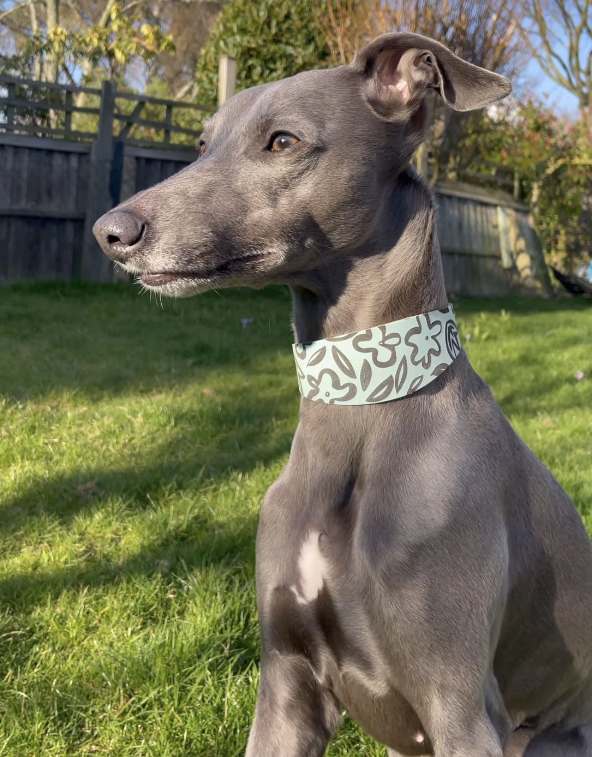 Leather Collar - Botanical