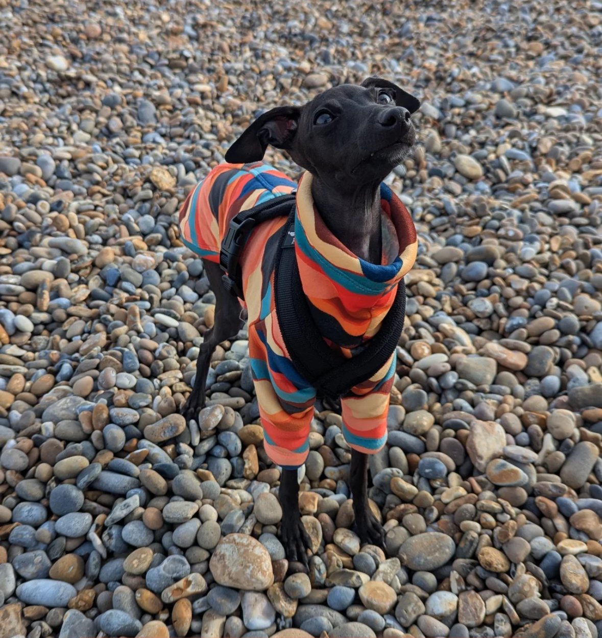 Sherpa Lined Fleece Puppy Jumper - Mountains