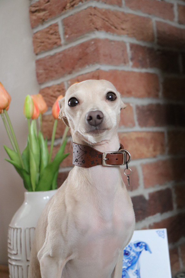 Leather Collar - Constellations