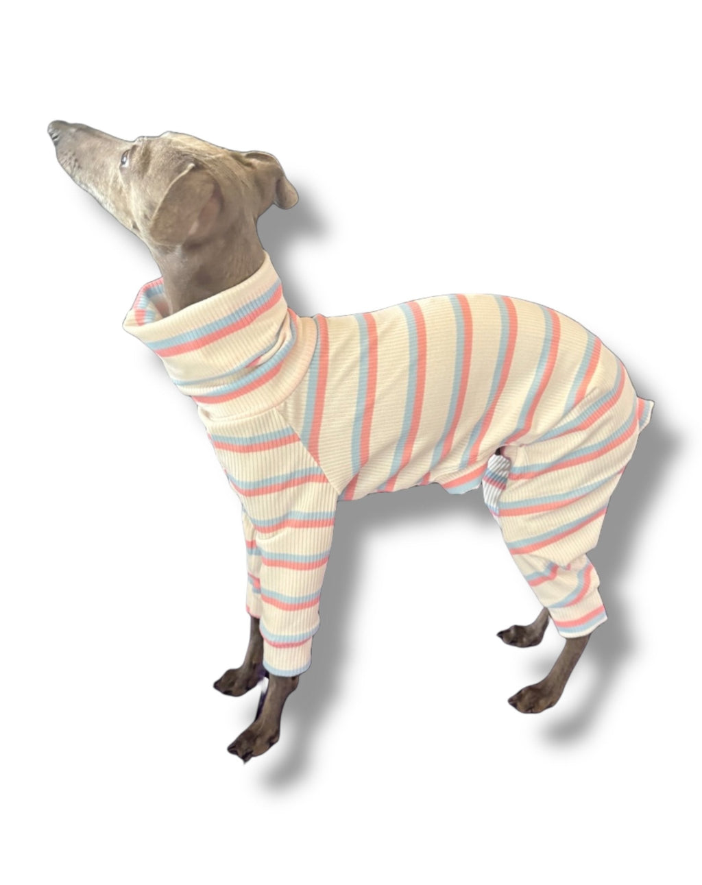 Dog wearing a striped onesie on a white background