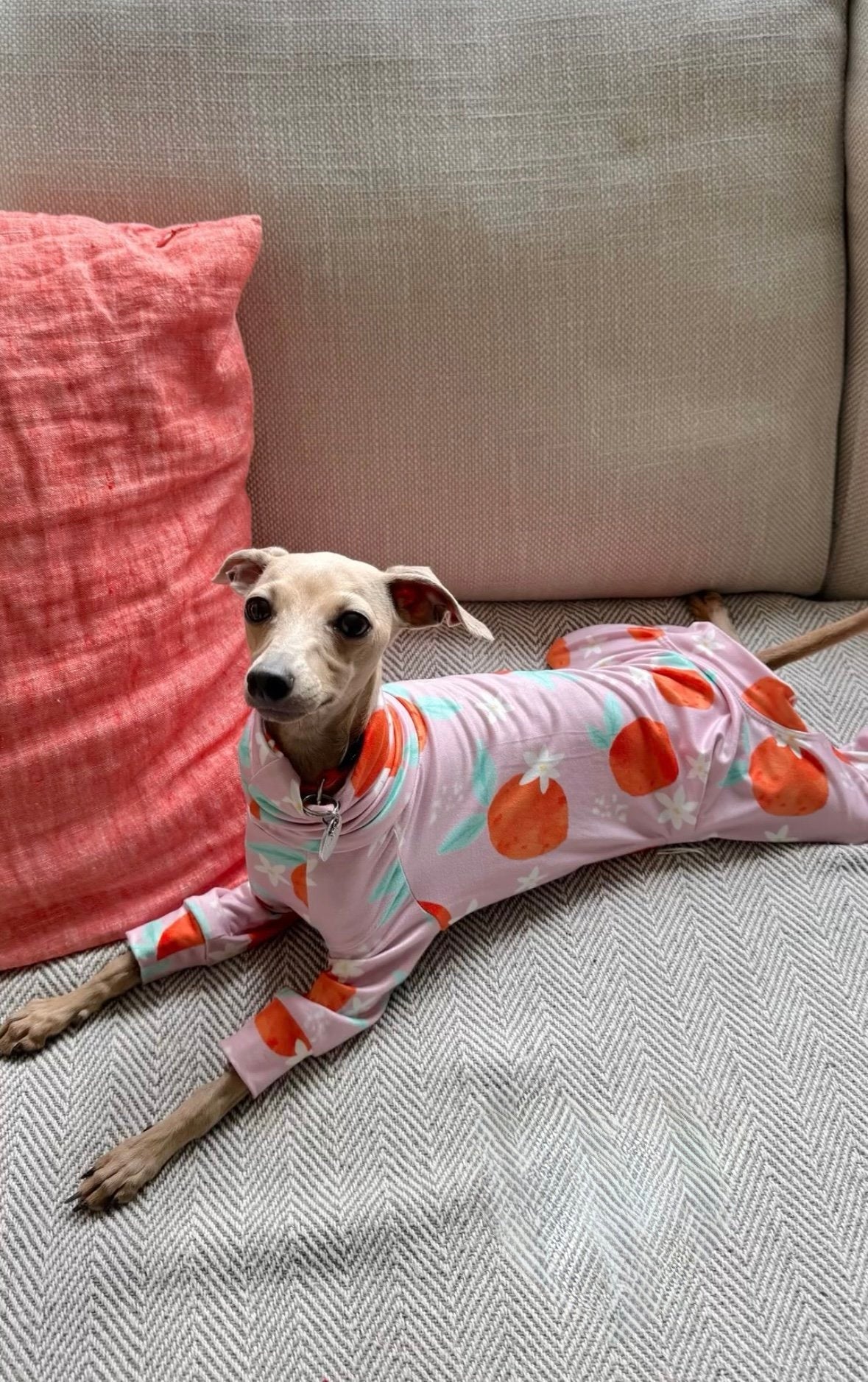 Dog wearing a pink outfit with orange patterns on a couch