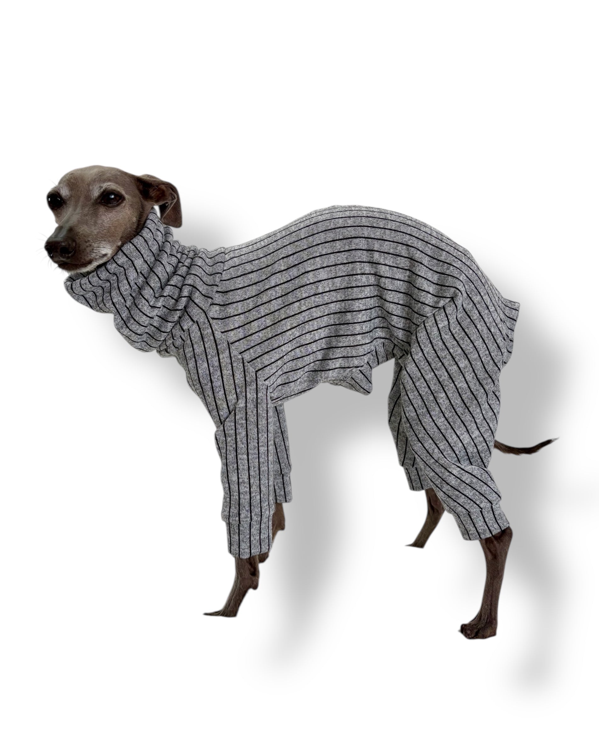 Dog wearing a gray knitted sweater on a white background