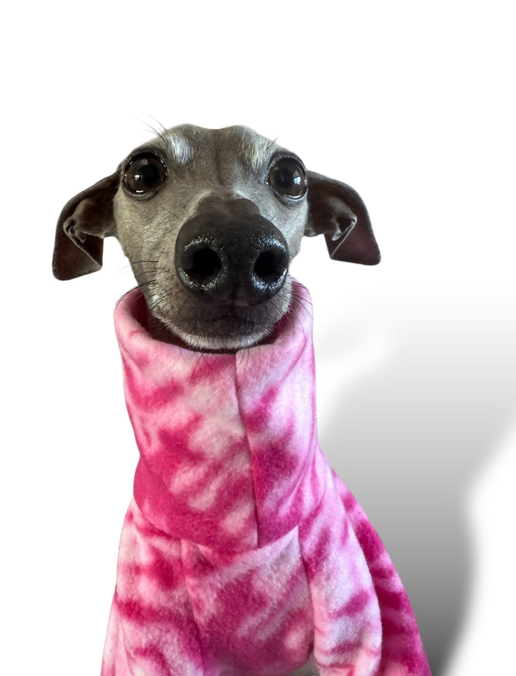 Dog wearing a pink tie-dye shirt with a white background