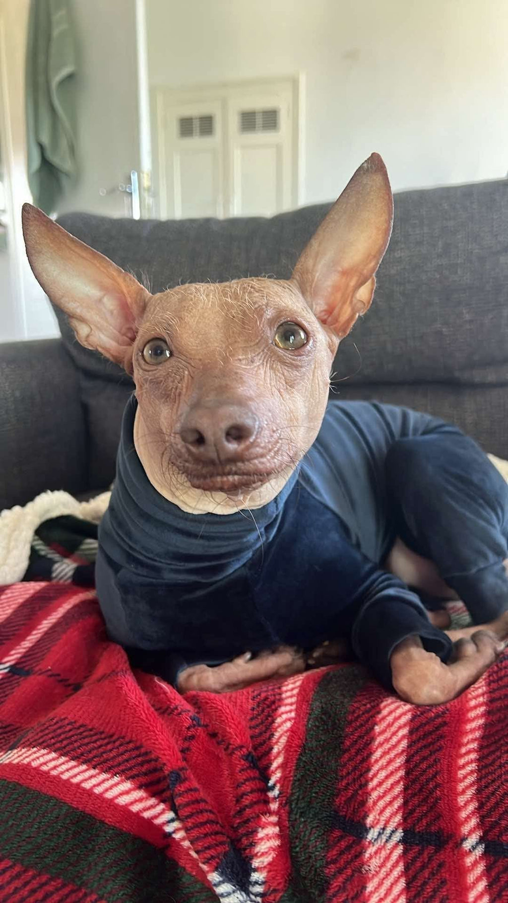 Mink Velour Jersey Suit - Navy Blue