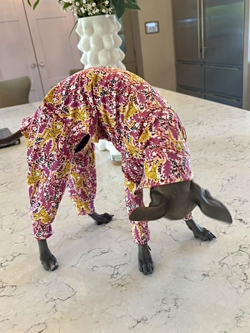 Dog wearing a colorful floral outfit standing on a marble countertop.
