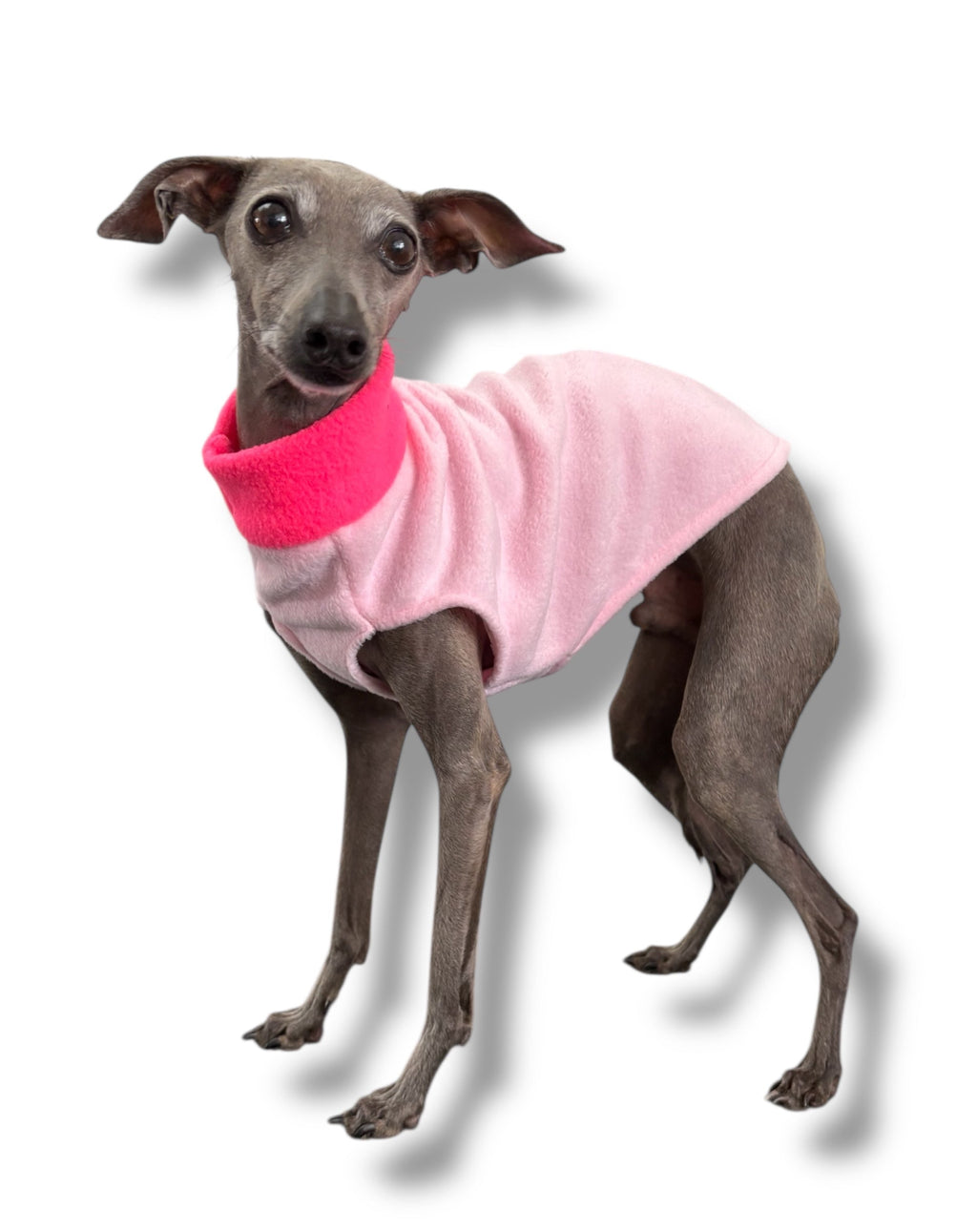 Dog wearing a pink sweater with a bright pink collar on a white background