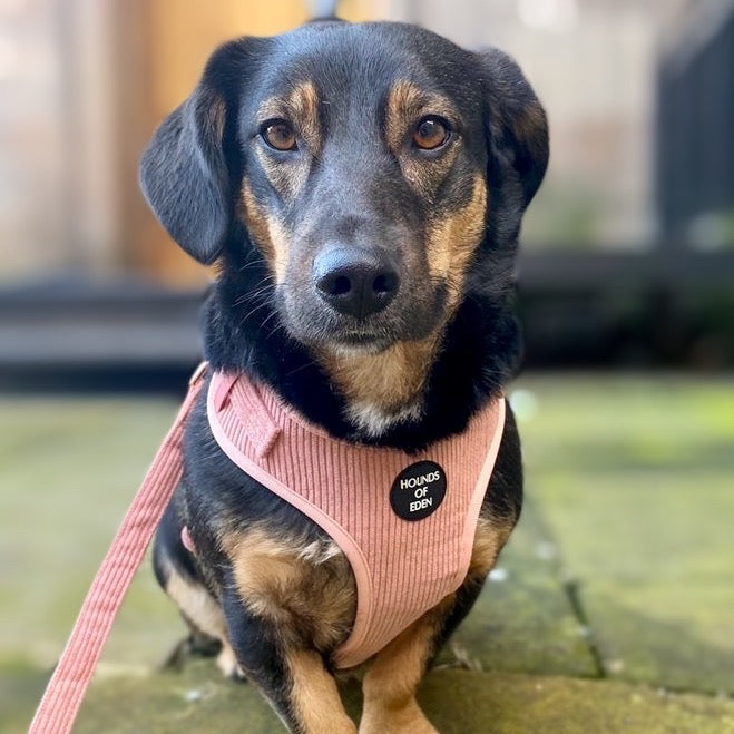 Pink Corduroy Collar
