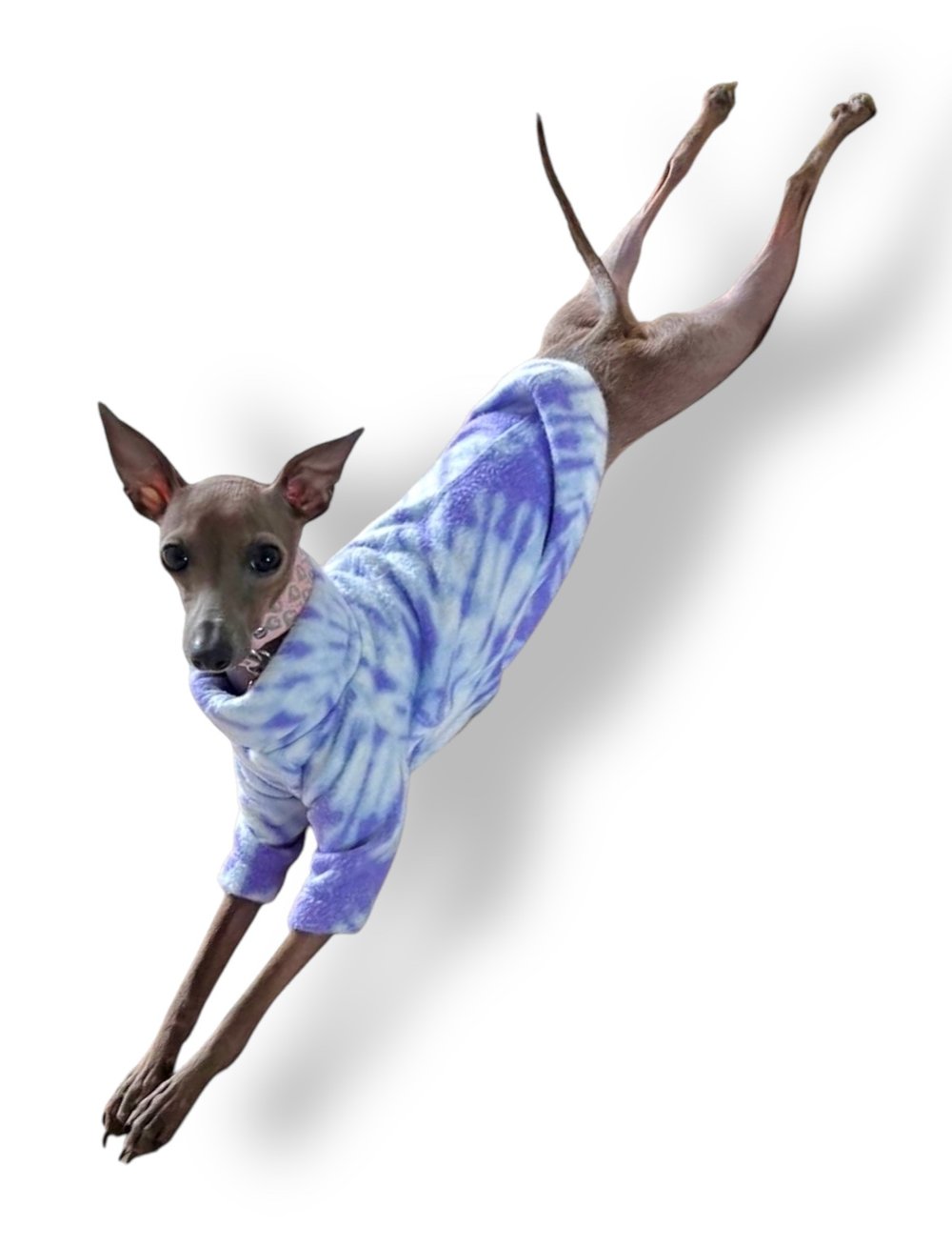 Dog wearing a blue tie-dye hoodie on a white background