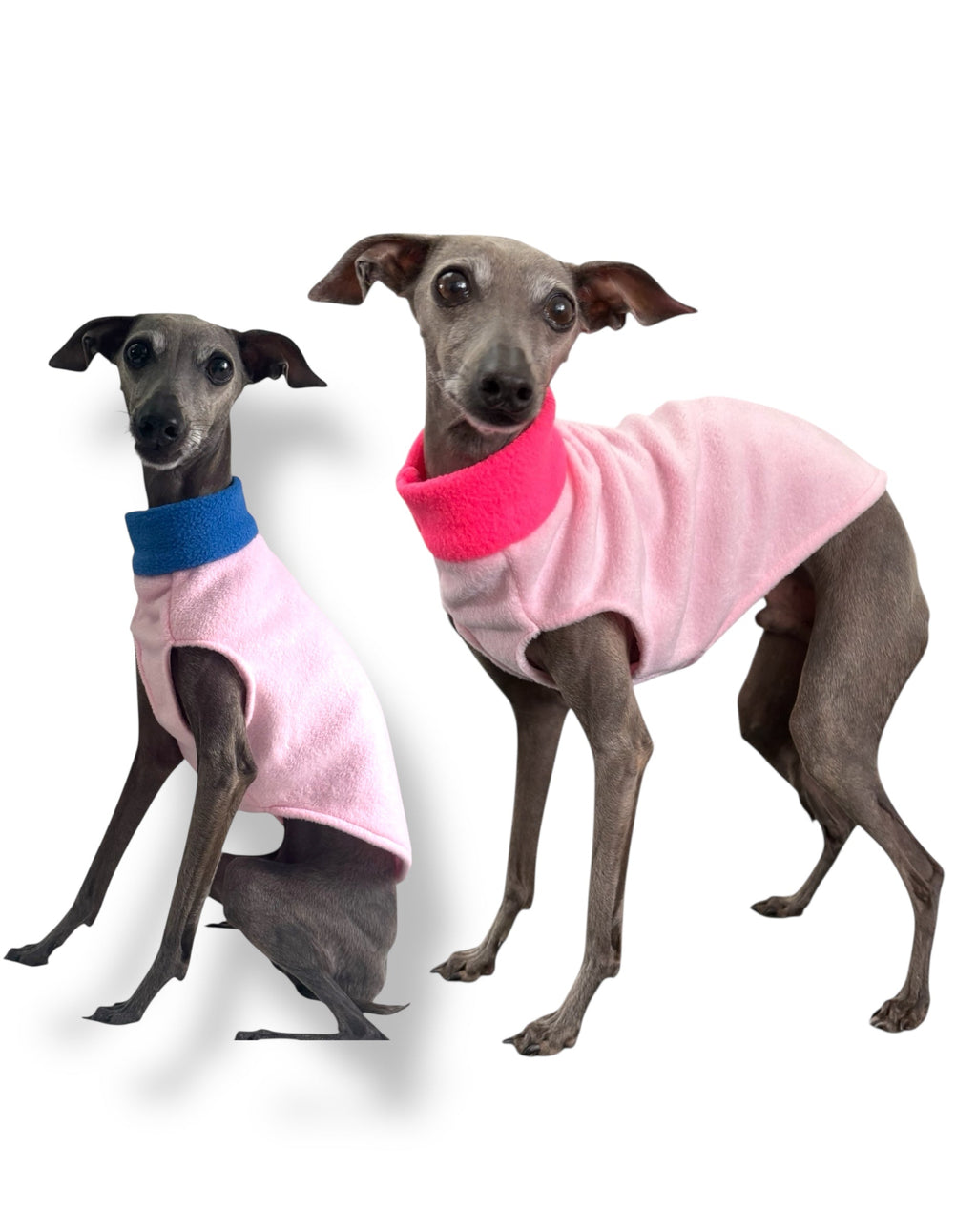 Two dogs wearing pink sweaters with blue and pink collars on a white background