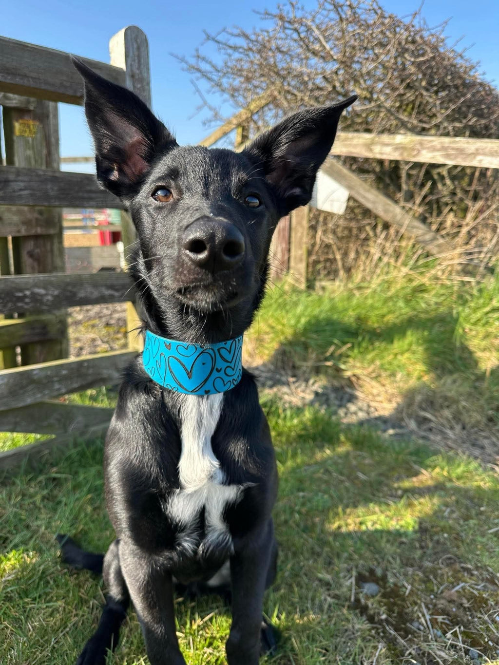 Leather Collar - Hearts