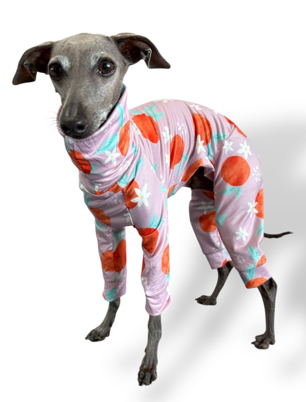Dog wearing a pink pajama with orange and green patterns on a white background