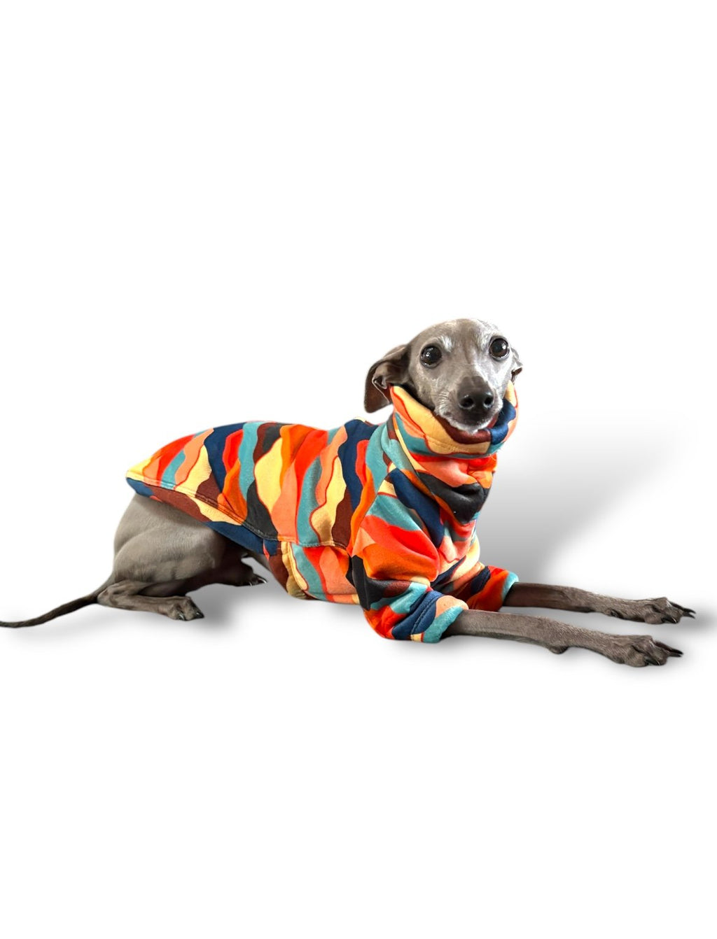 Dog wearing a colorful striped sweater on a white background