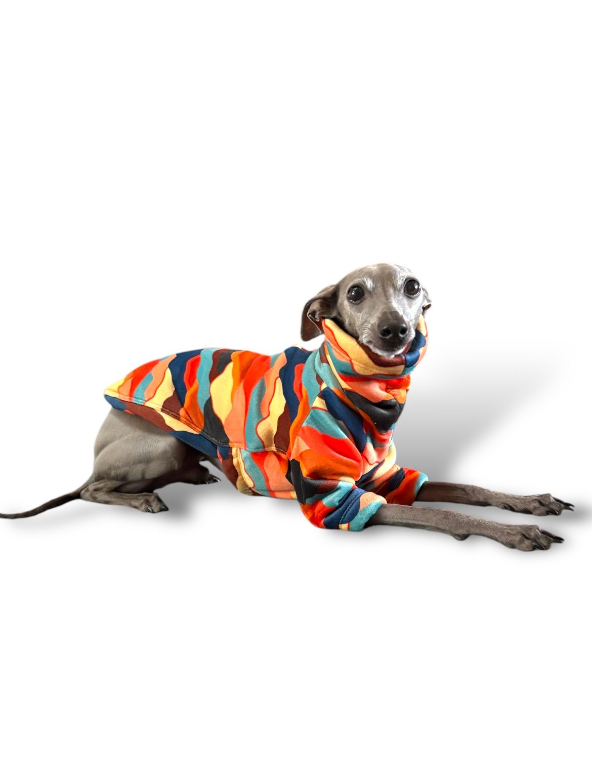 Dog wearing a colorful striped sweater on a white background