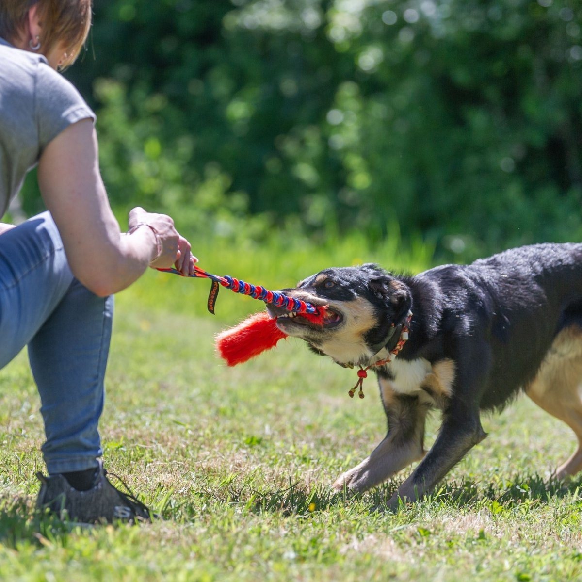 A person crouches on grass, playing tug-of-war with a black and brown dog using the Bright Fauxtastic Tug. The enthusiastic dog pulls the toy outdoors, surrounded by green foliage.