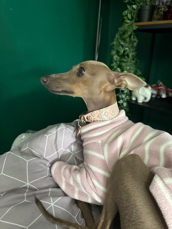 Leather Collar - Mandala