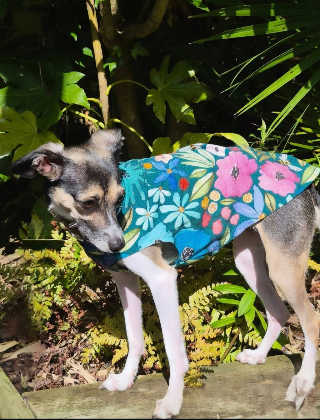 Dog wearing a colorful floral coat standing among green plants