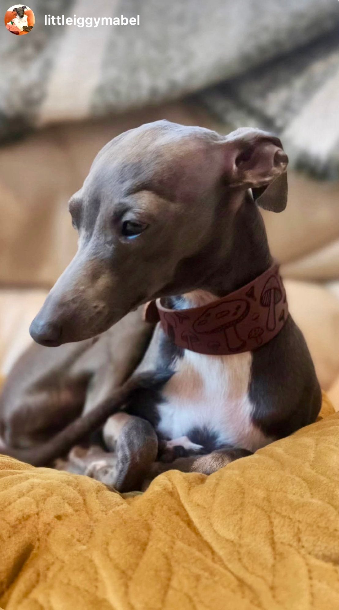 Dog wearing a red collar sitting on a yellow blanket