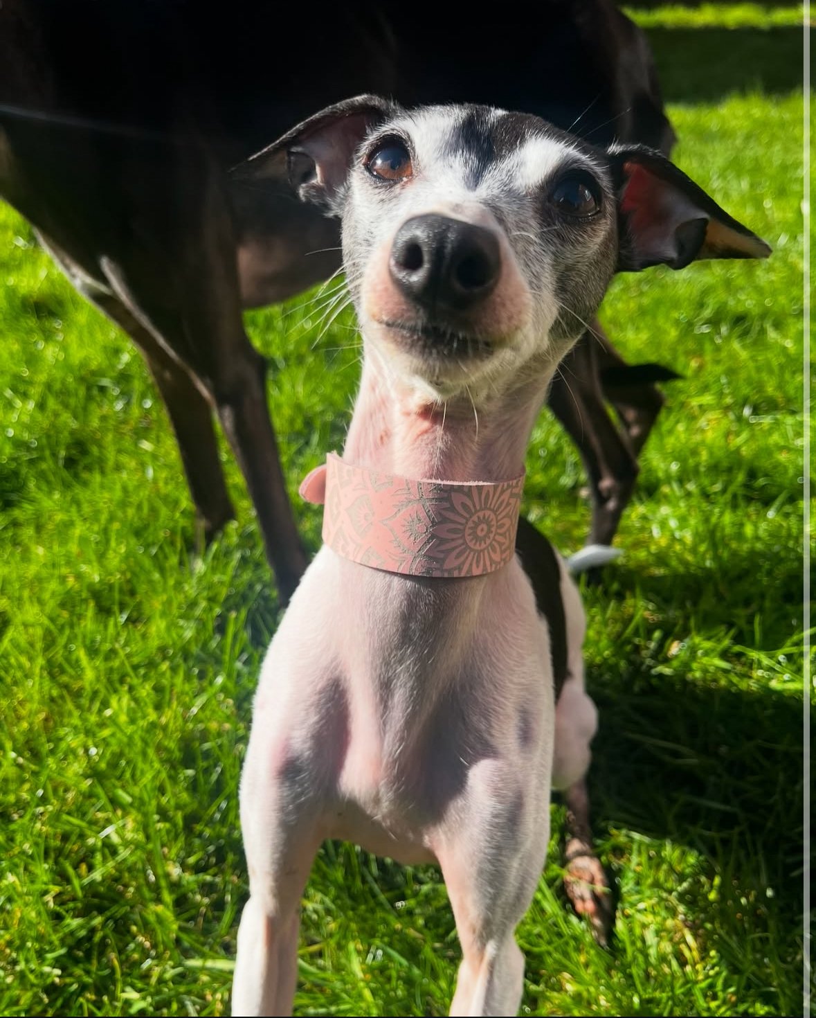 Leather Collar - Mandala