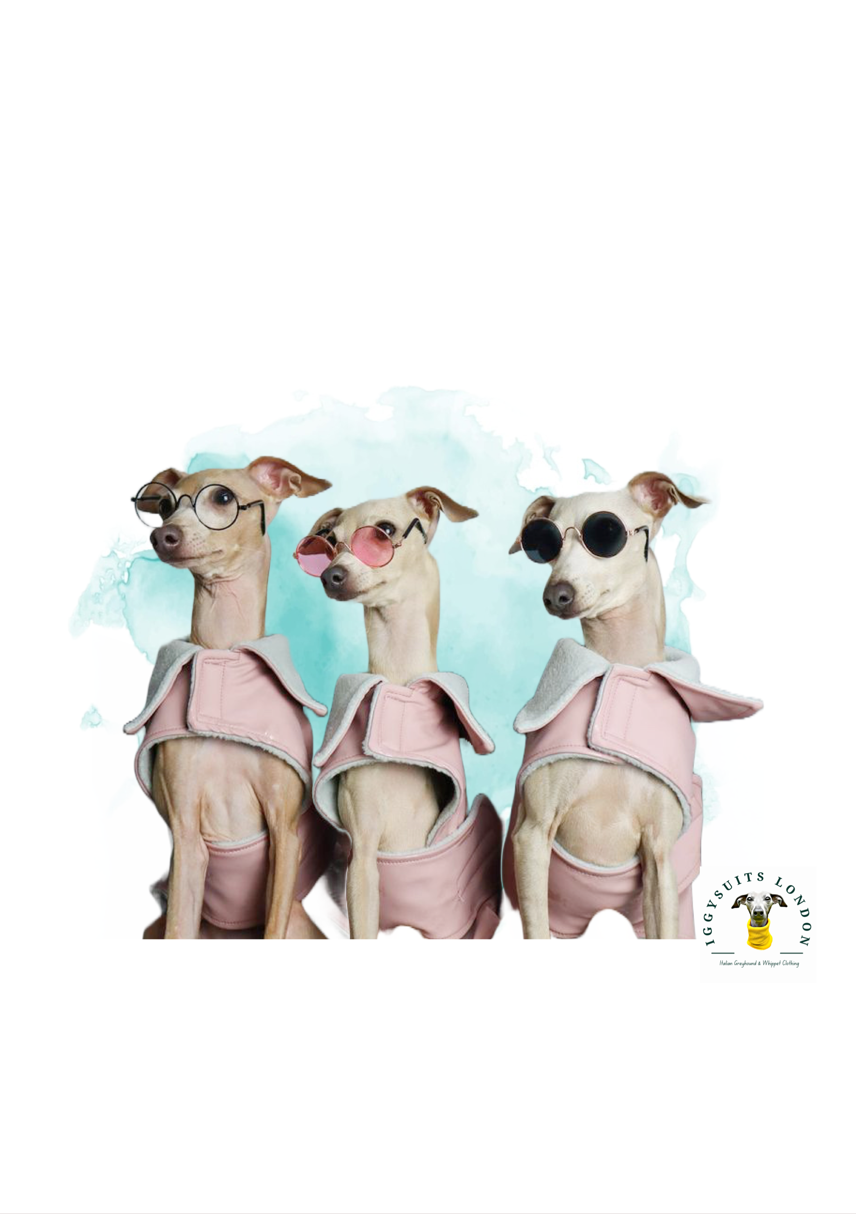 Three dogs in pink outfits with accessories on a white background