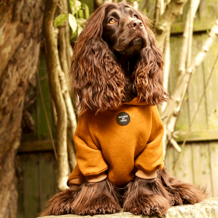 Dog Hoodie - Brown