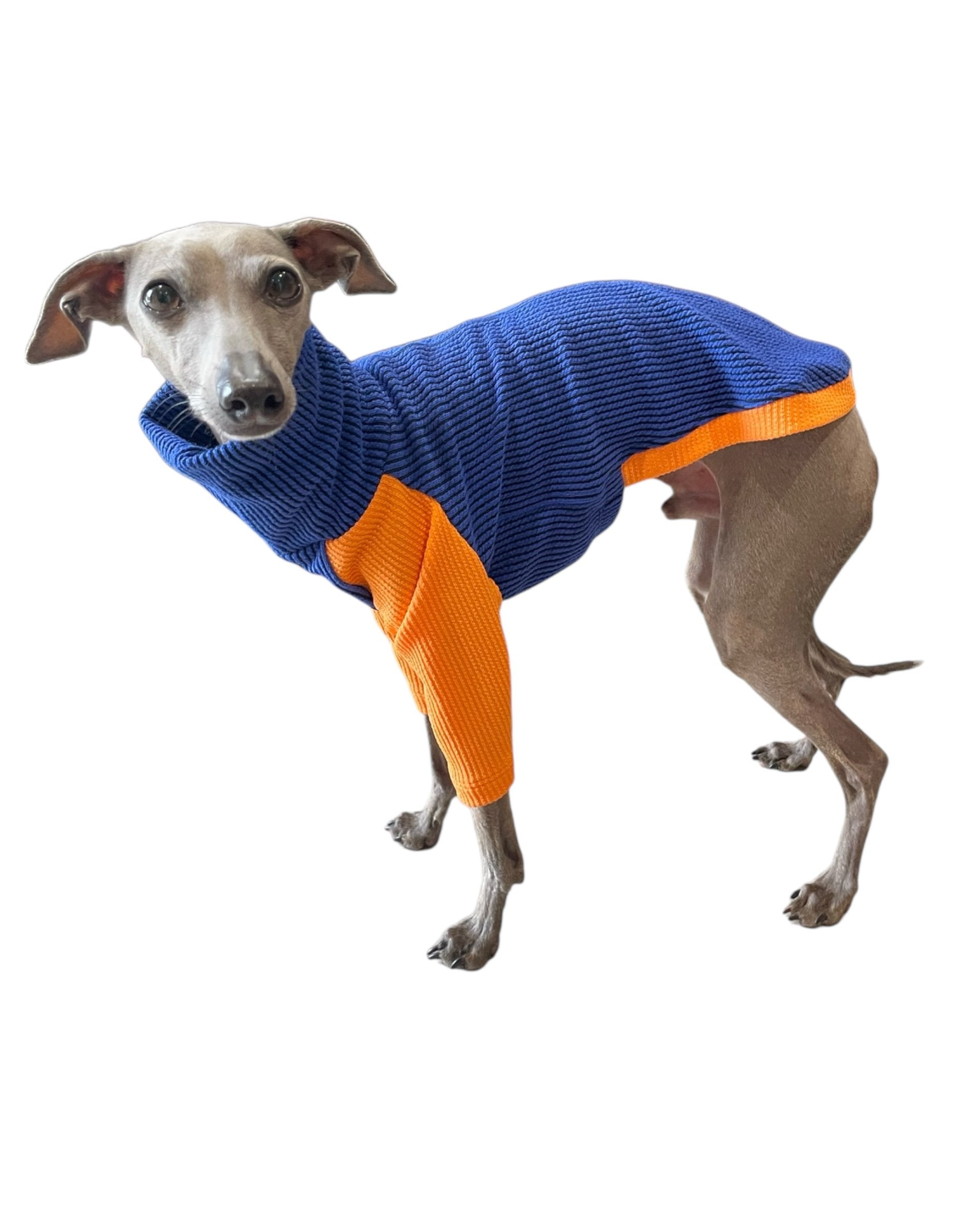 Dog wearing a blue and orange sweater on a white background