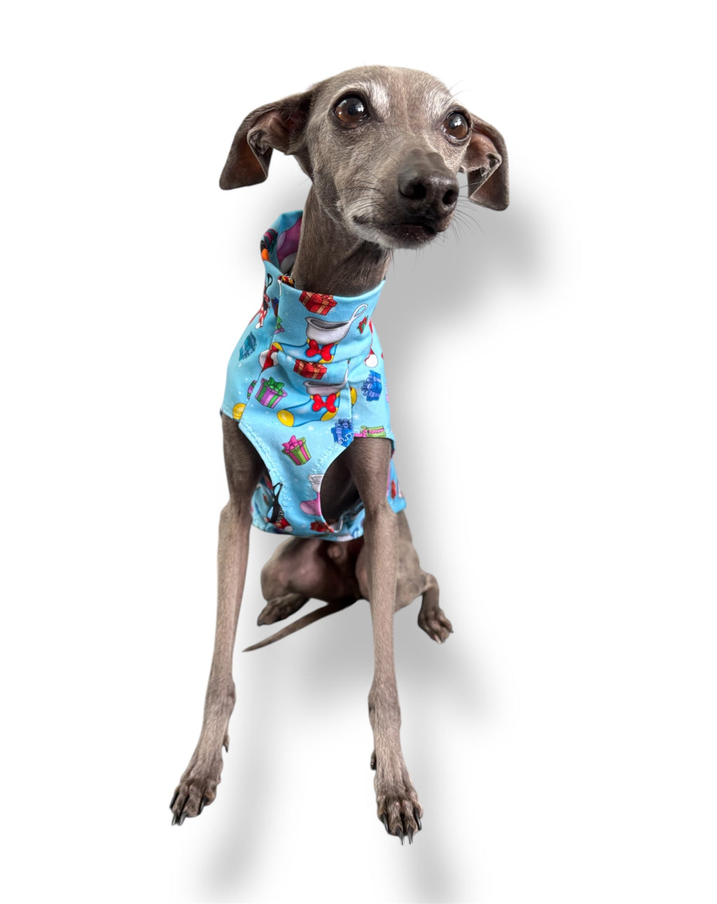Dog wearing a colorful outfit on a white background