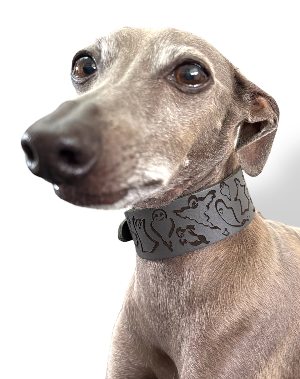 Dog wearing a patterned collar on a white background