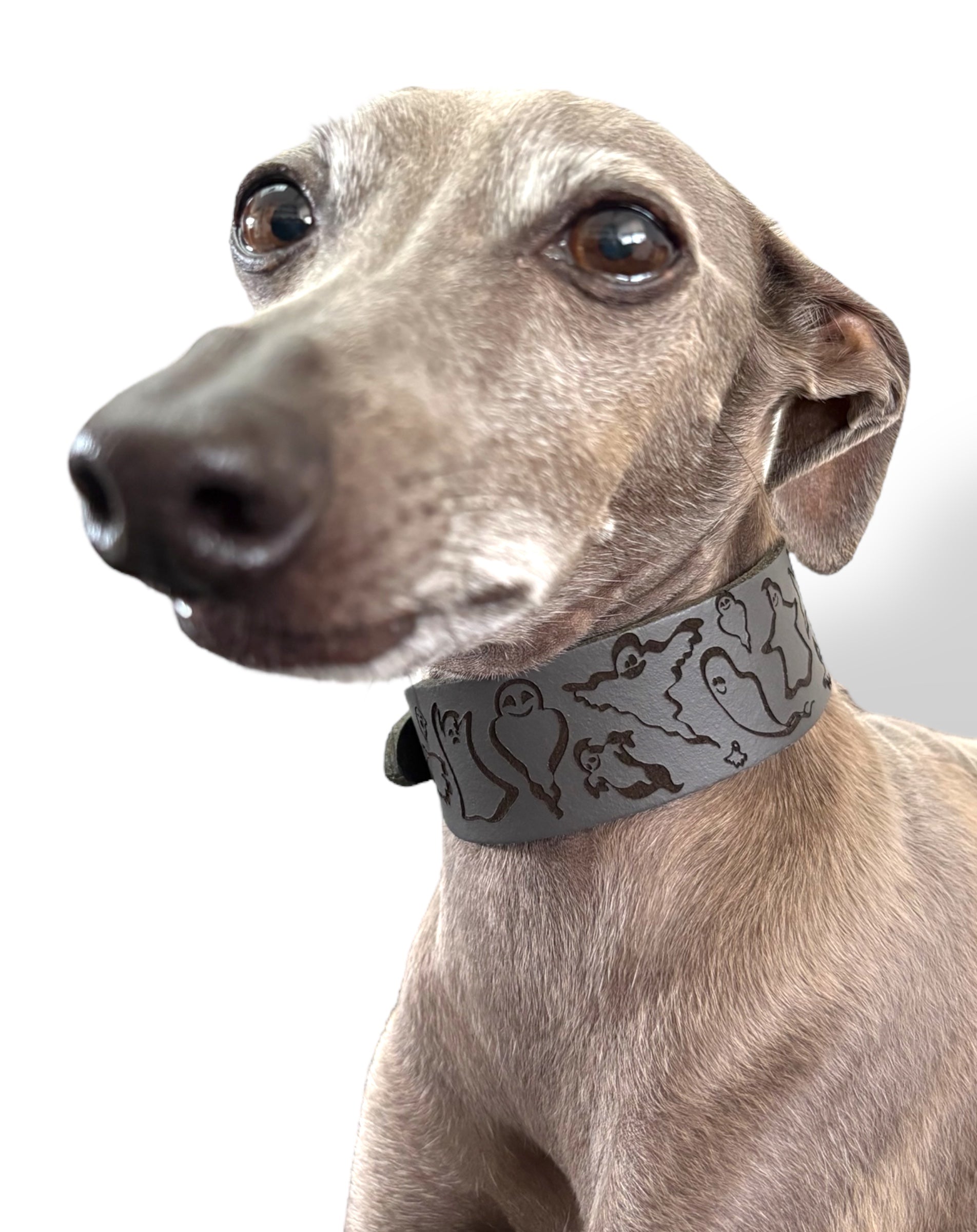 Dog wearing a patterned collar on a white background