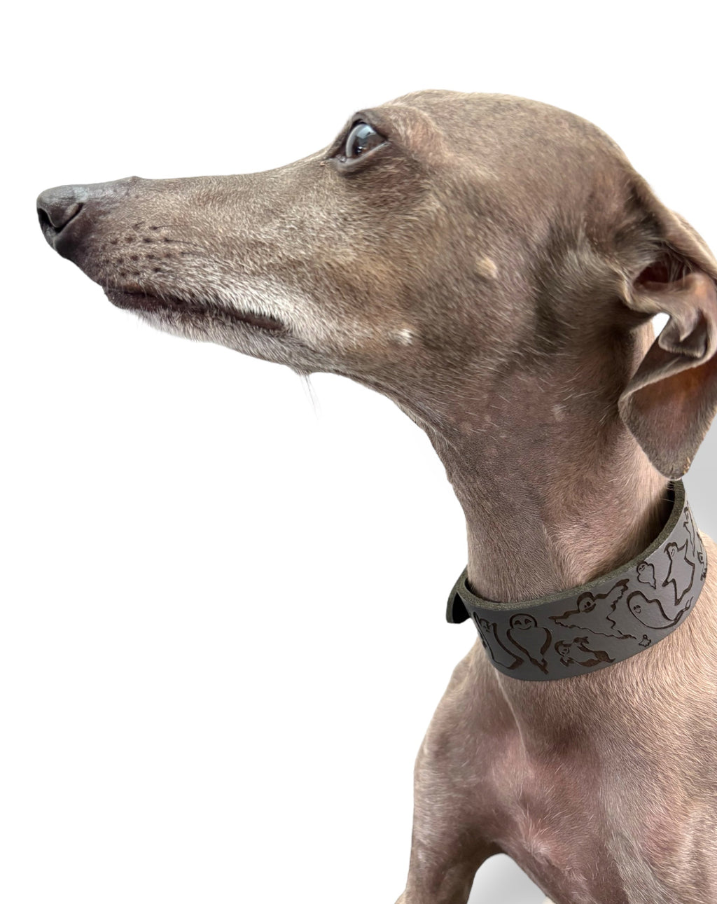 Dog wearing a patterned collar on a white background