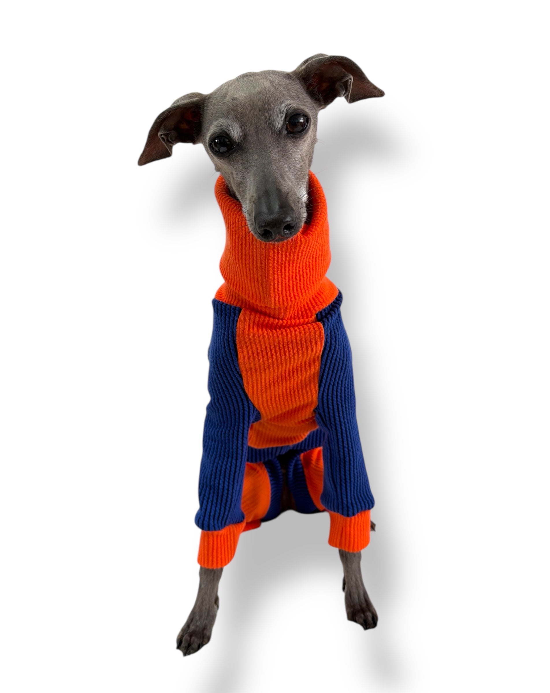 Dog wearing an orange and blue sweater on a white background