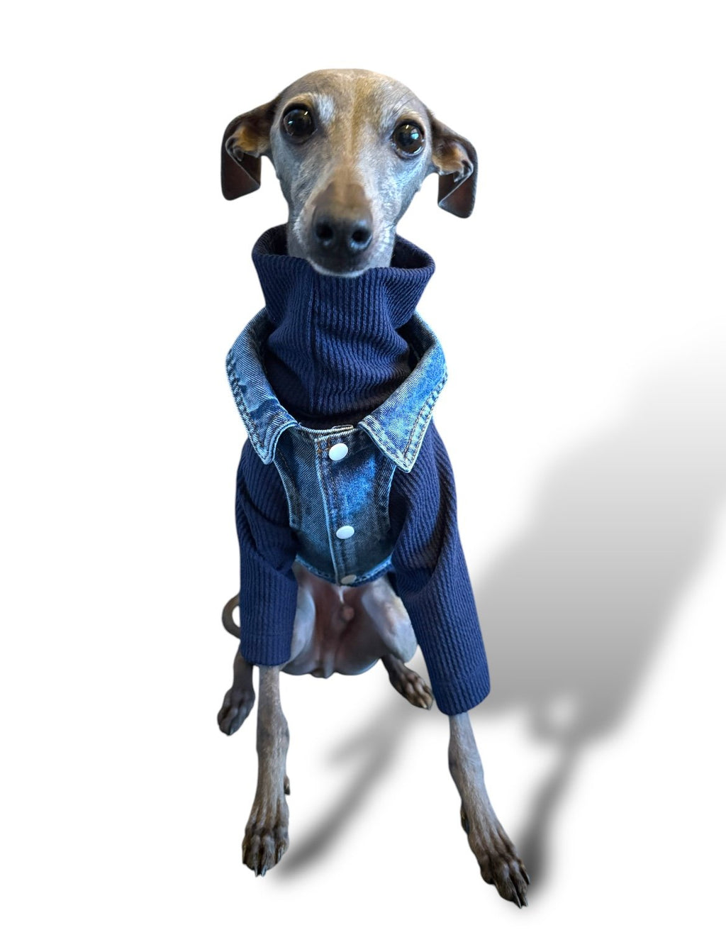 Denim Jacket - Cool Iggy Club