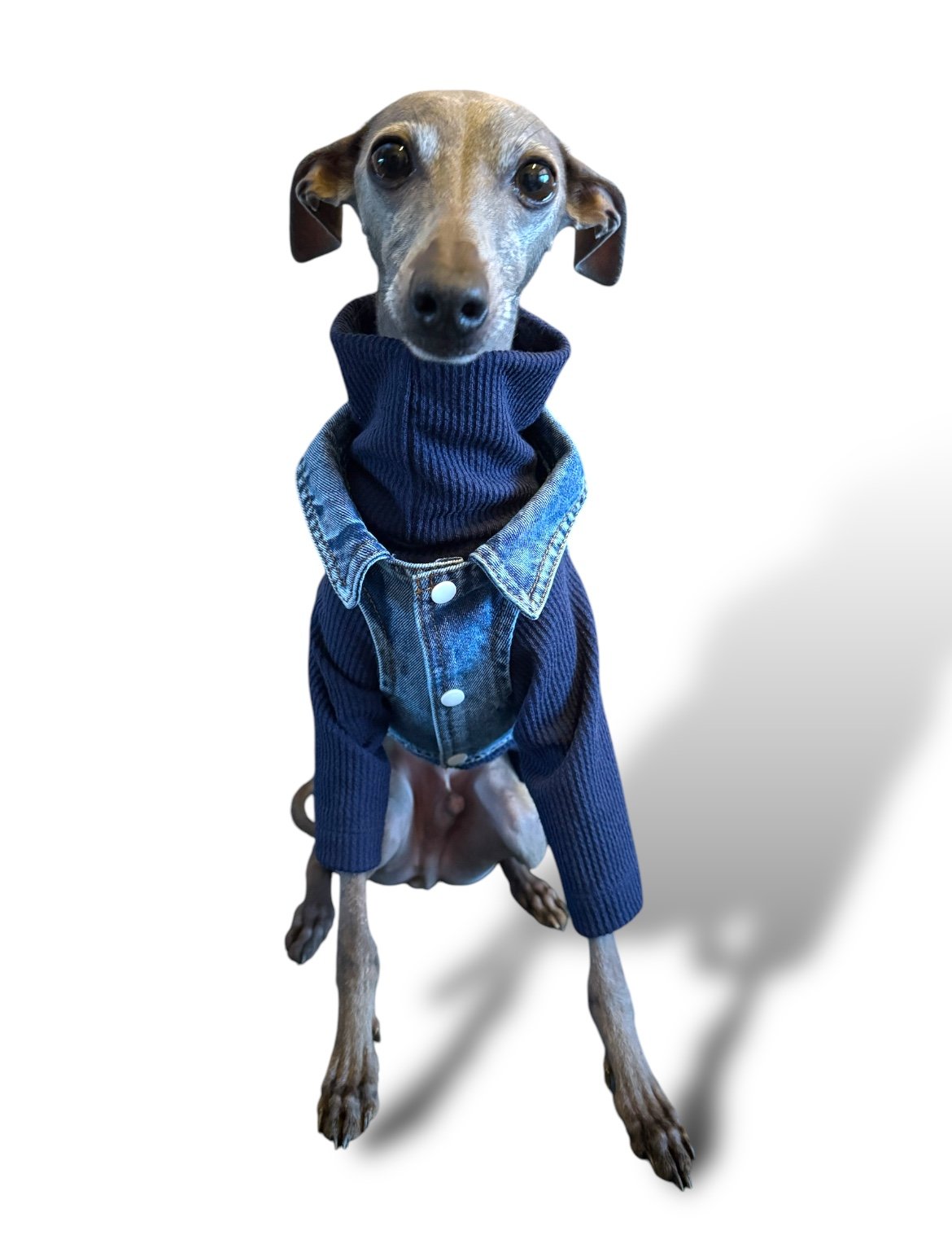 Denim Jacket - Cool Iggy Club