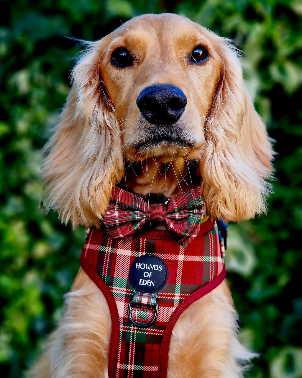 Tartan Me Up - Red & Cream Tartan Design Dog Lead
