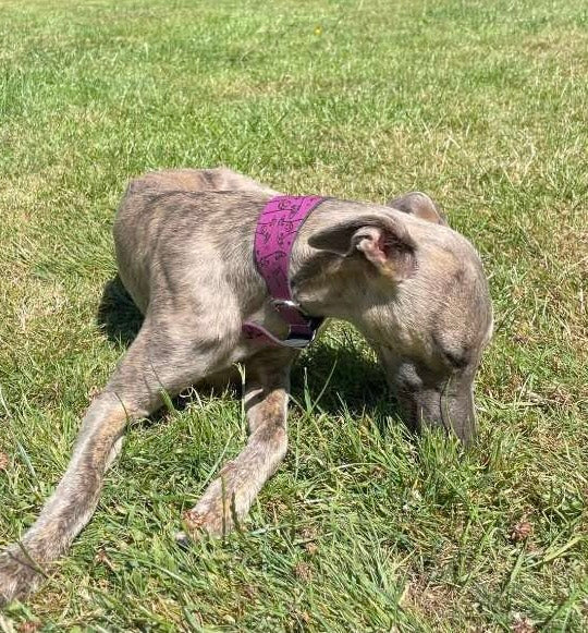 Leather Collar - Hounds