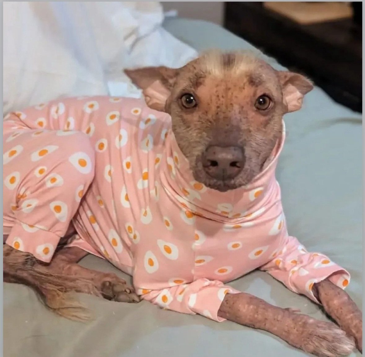 Dog wearing pink pajamas with white and yellow polka dots on a light-colored surface.