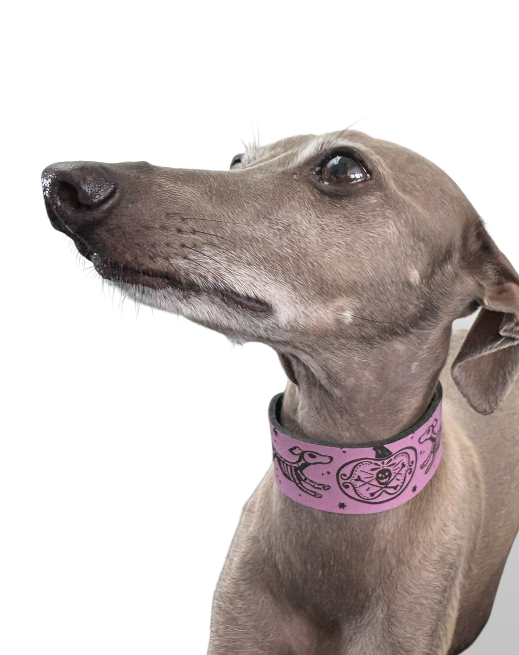 Leather Collar - HALLOWEEN - Skele-Hounds