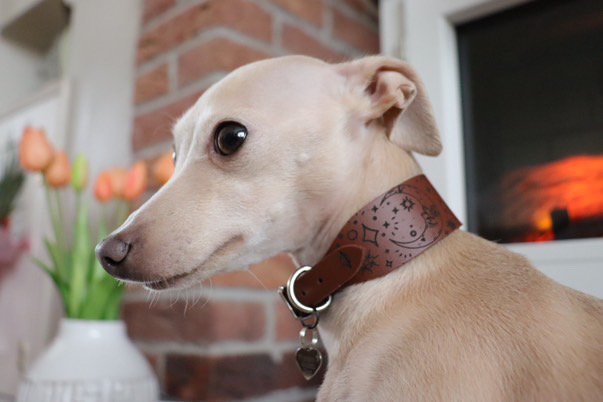 Leather Collar - Constellations