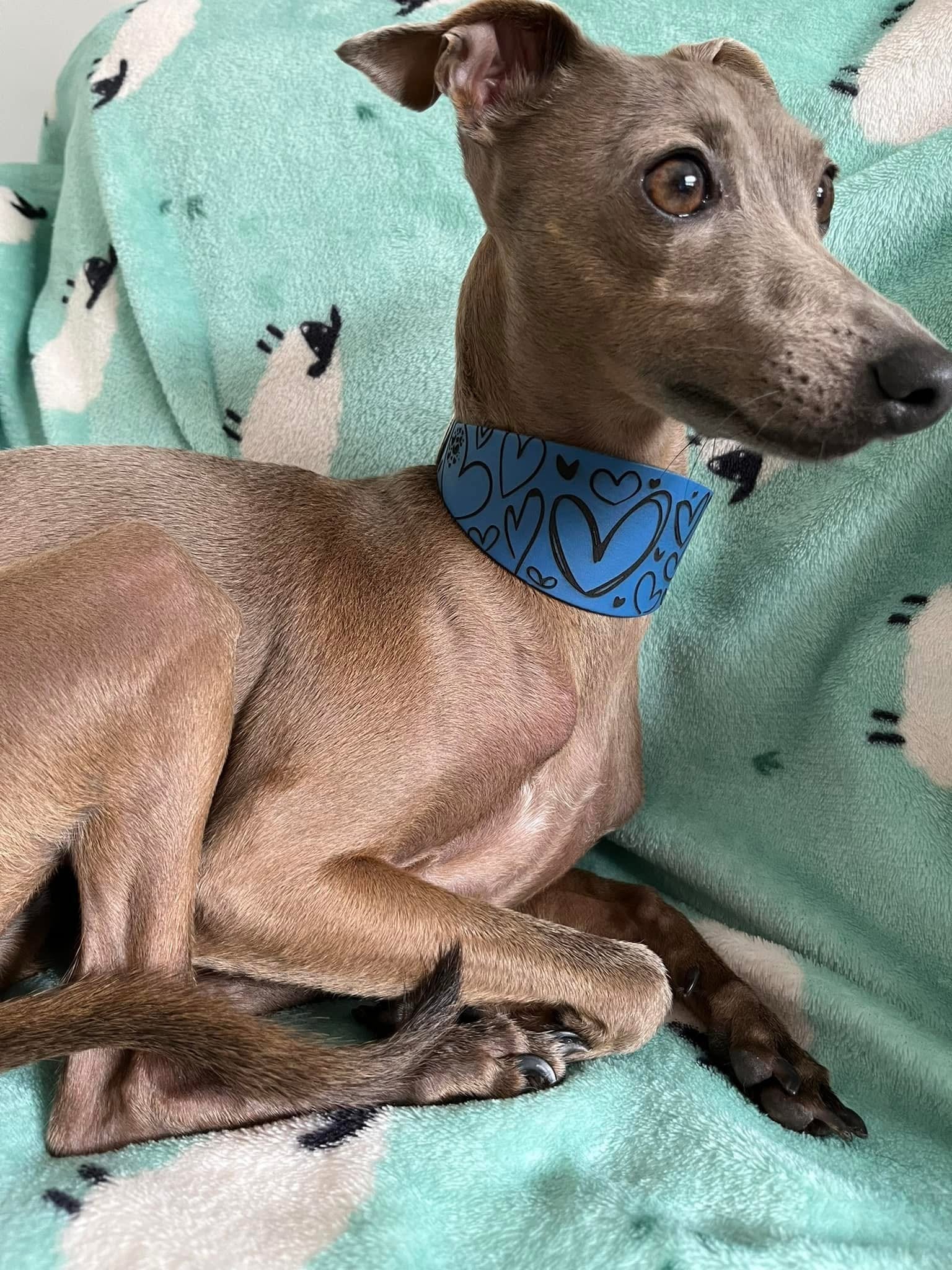 Leather Collar - Hearts