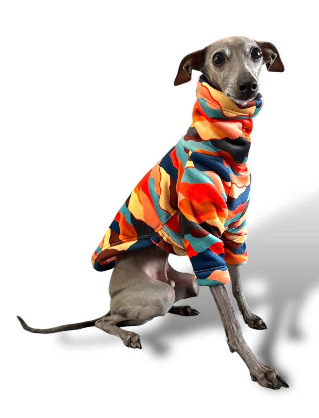Dog wearing a colorful sweater on a white background