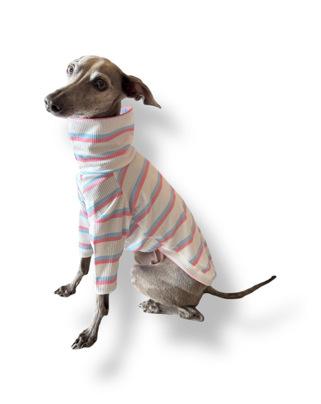Dog wearing a striped sweater on a white background