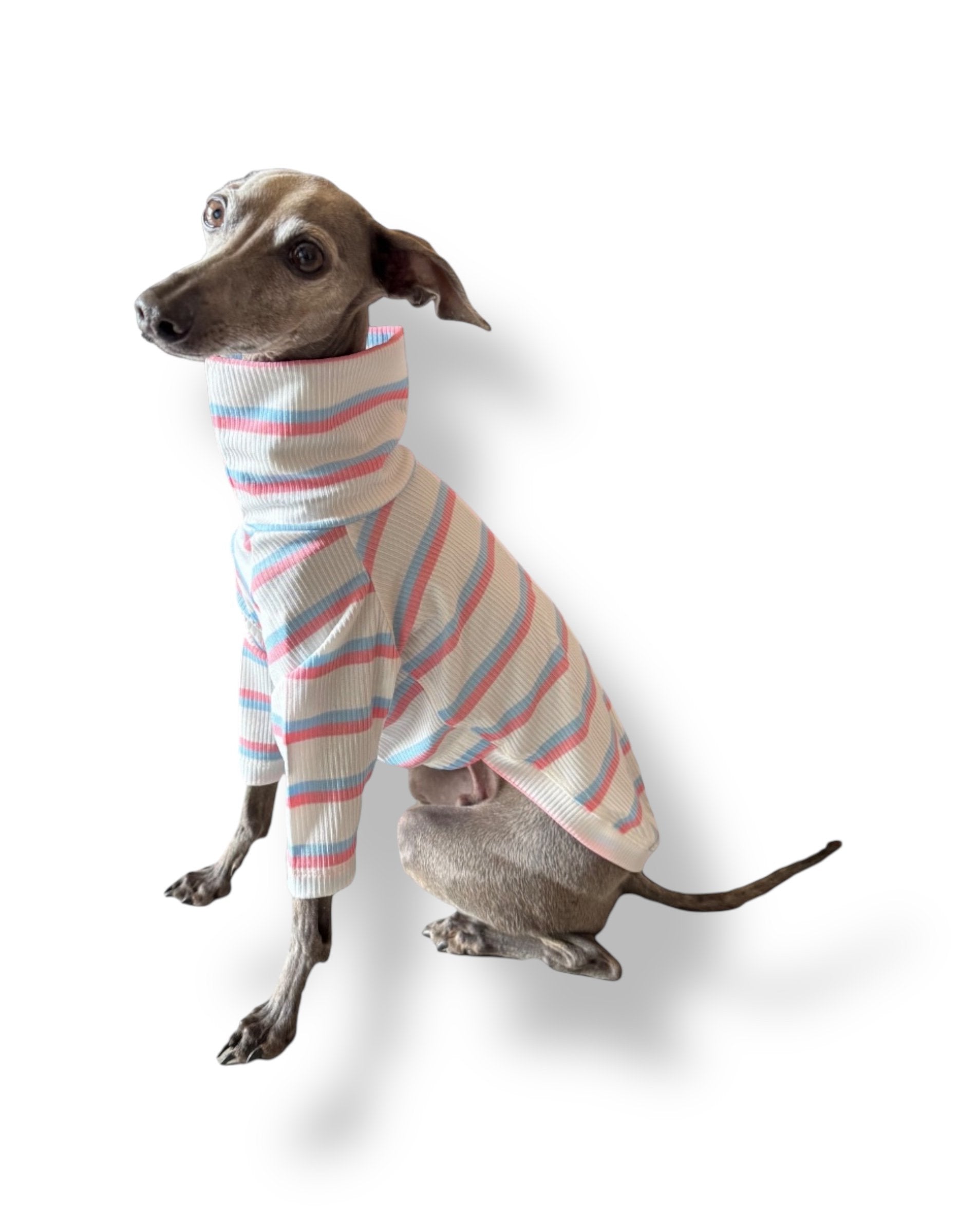 Dog wearing a striped sweater on a white background