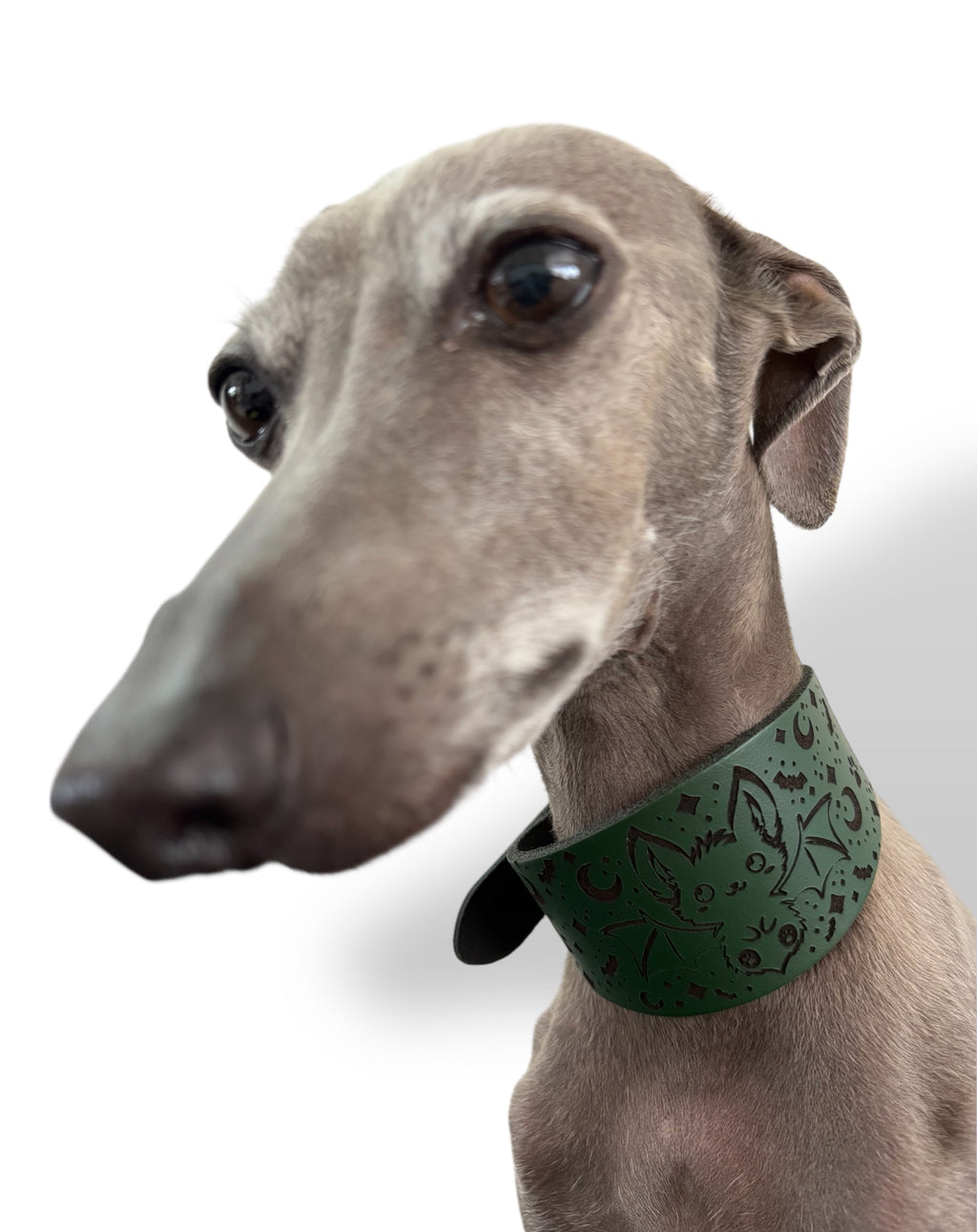 Dog wearing a green collar with a pattern on a white background