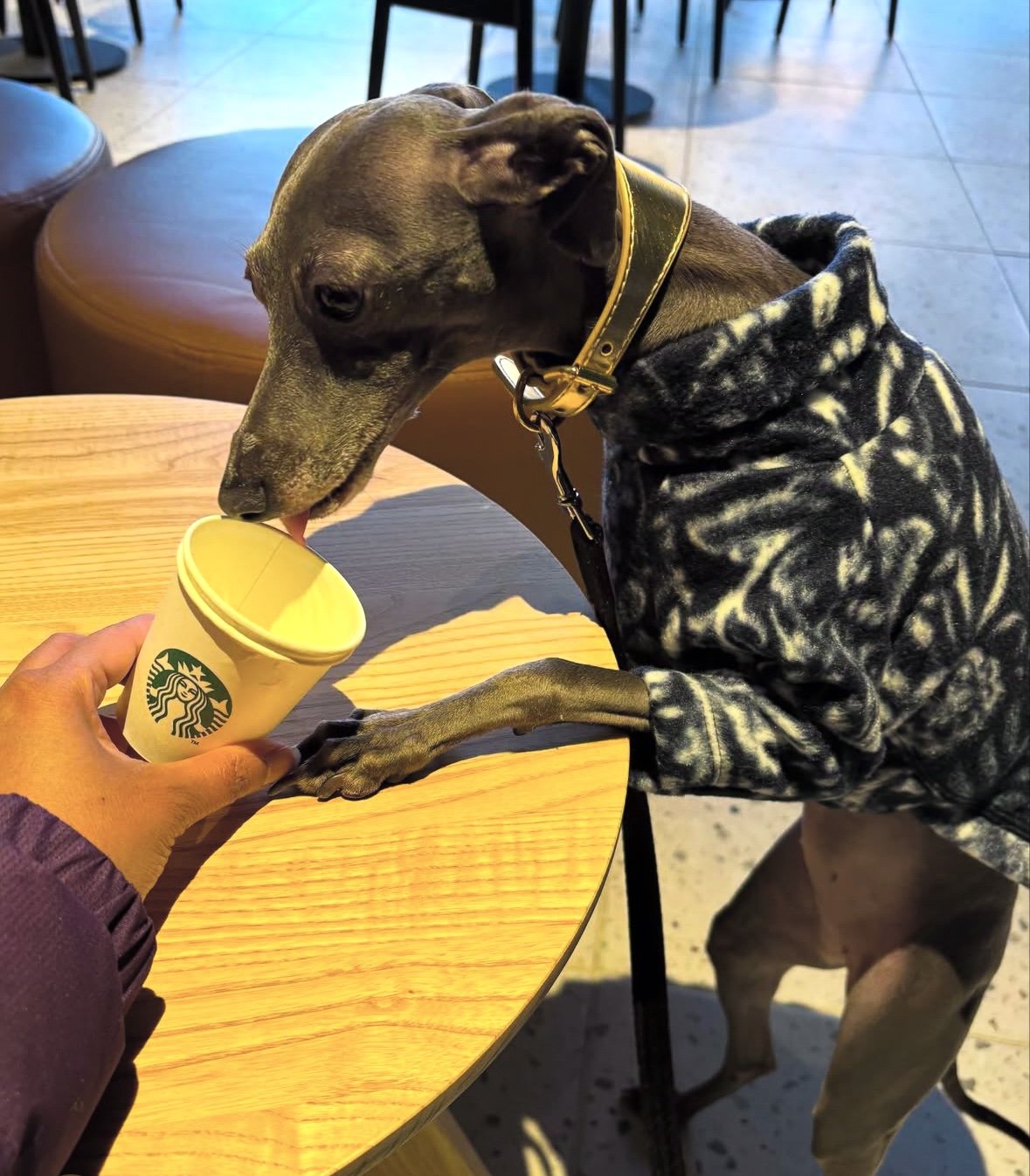 Dog in a patterned coat reaching for a Starbucks cup on a table.