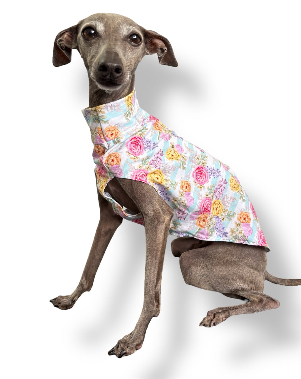 Dog wearing a floral patterned coat on a white background