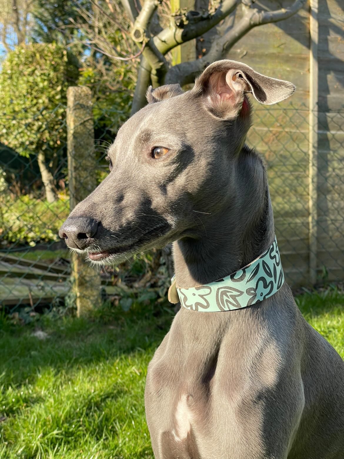 Leather Collar - Botanical