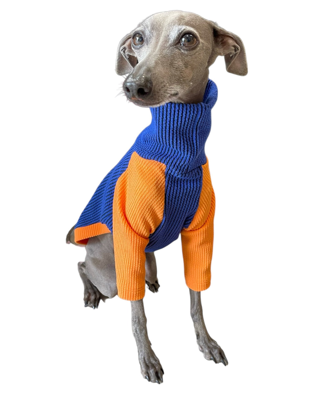 Dog wearing a blue and orange sweater on a white background